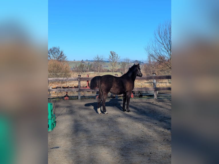Duitse rijpony Hengst 1 Jaar 130 cm Zwart in Schwabbruck