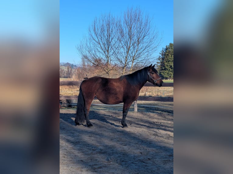 Duitse rijpony Hengst 1 Jaar 130 cm Zwart in Schwabbruck