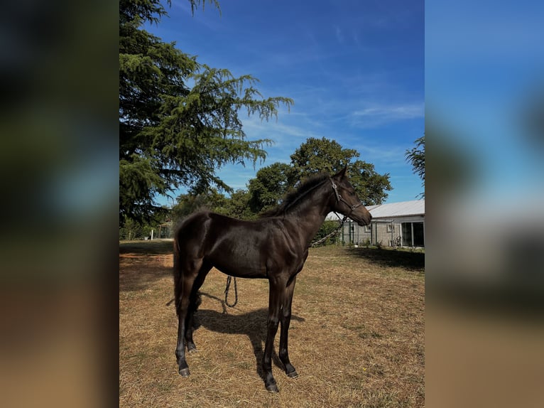 Duitse rijpony Hengst 1 Jaar 132 cm Zwart in Créon-d'Armagnac