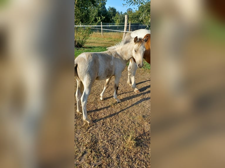 Duitse rijpony Hengst 1 Jaar 135 cm Tobiano-alle-kleuren in Kleinasleben