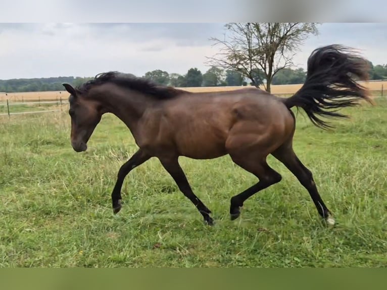 Duitse rijpony Hengst 1 Jaar 139 cm Donkerbruin in Erwitte