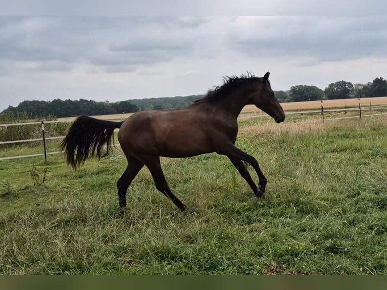 Duitse rijpony Hengst 1 Jaar 139 cm Donkerbruin in Erwitte