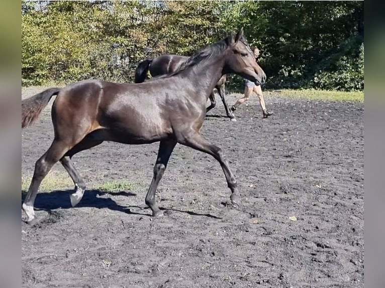 Duitse rijpony Hengst 1 Jaar 144 cm Zwartbruin in Billigheim-Ingenheim