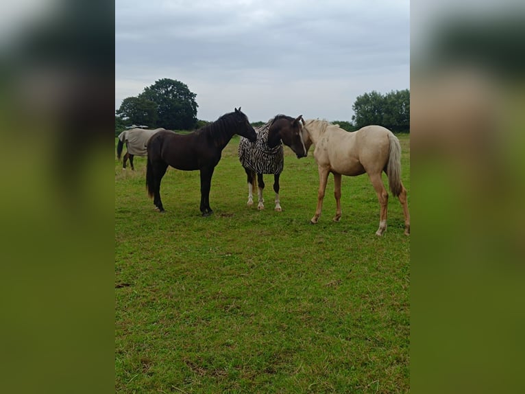 Duitse rijpony Hengst 1 Jaar 145 cm Champagne in Probsteierhagen