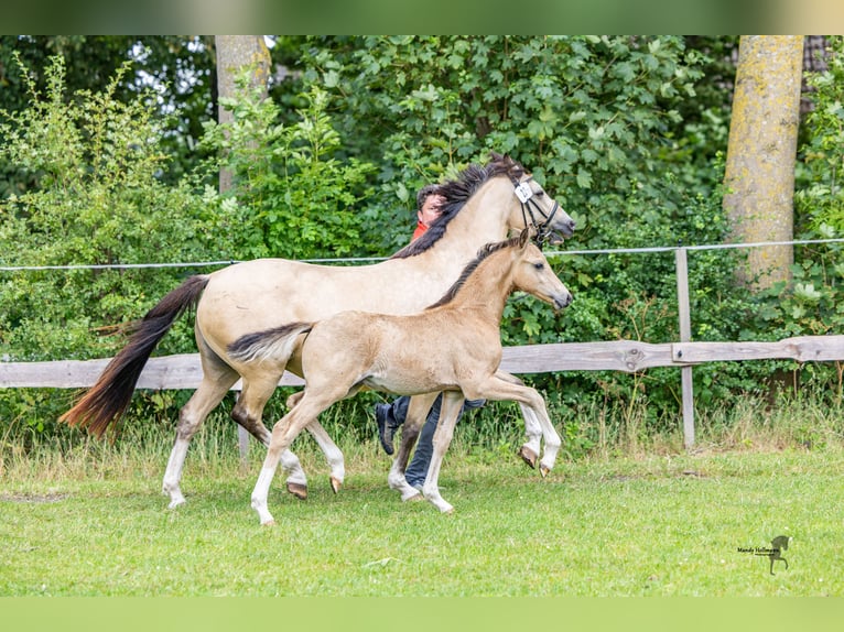 Duitse rijpony Hengst 1 Jaar 145 cm in Dunum