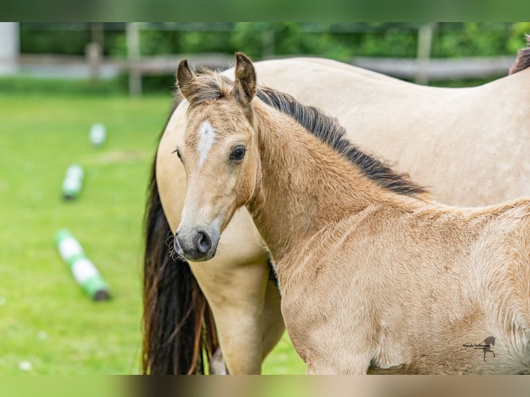 Duitse rijpony Hengst 1 Jaar 145 cm in Dunum