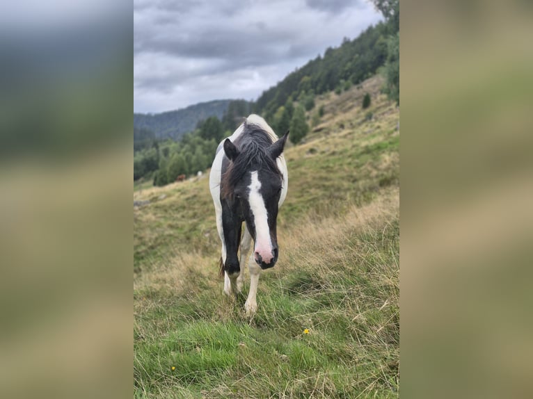 Duitse rijpony Mix Hengst 1 Jaar 145 cm Gevlekt-paard in Steinen