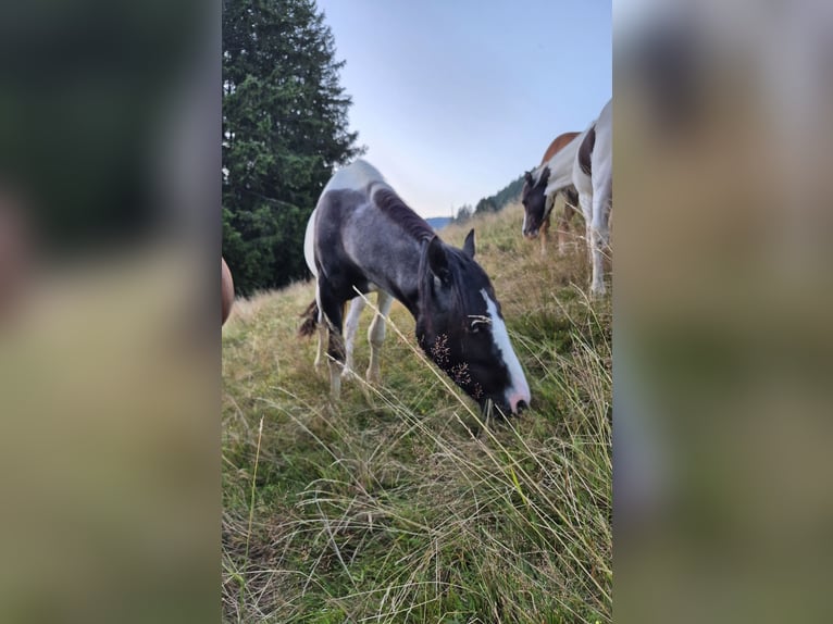 Duitse rijpony Mix Hengst 1 Jaar 145 cm Gevlekt-paard in Steinen