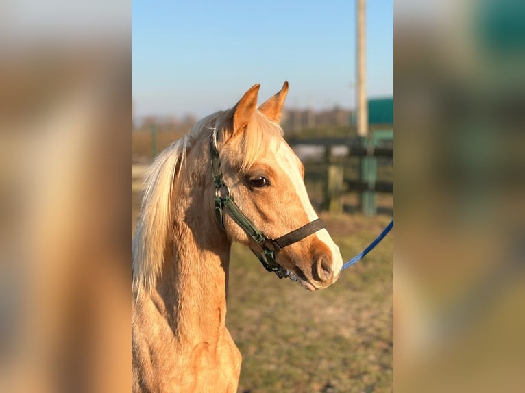 Duitse rijpony Hengst 1 Jaar 145 cm Palomino in Rostock