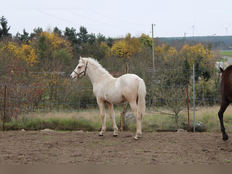 Duitse rijpony Hengst 1 Jaar 145 cm Palomino in DahmetalDahme/Mark