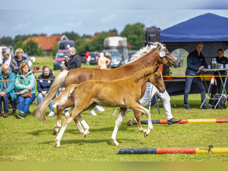 Duitse rijpony Hengst 1 Jaar 145 cm Vos in Esens