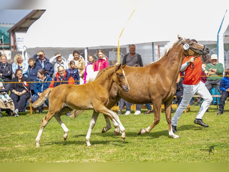 Duitse rijpony Hengst 1 Jaar 145 cm Vos in Esens