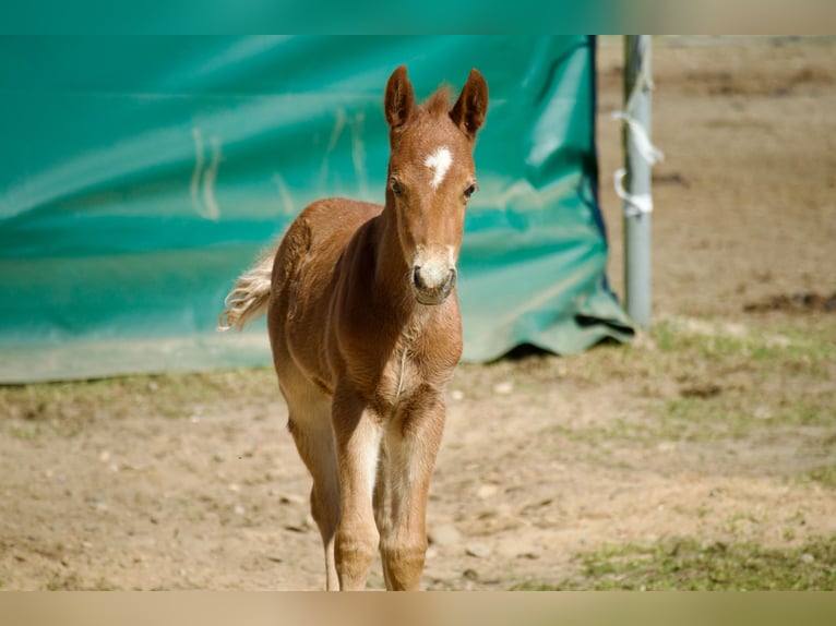 Duitse rijpony Hengst 1 Jaar 145 cm Vos in Jesteburg