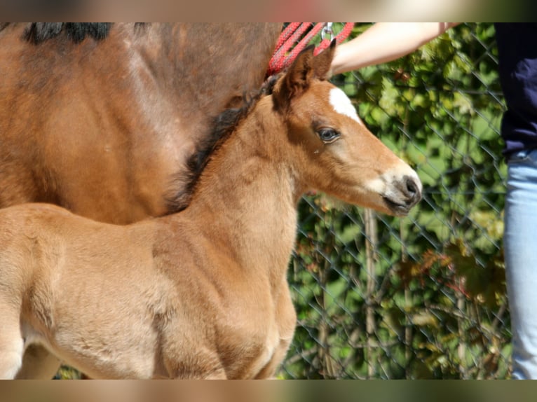 Duitse rijpony Hengst 1 Jaar 146 cm Bruin in Kutenholz