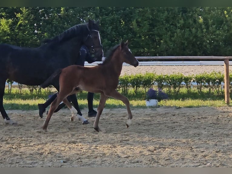 Duitse rijpony Hengst 1 Jaar 146 cm Donkerbruin in Osterbruch