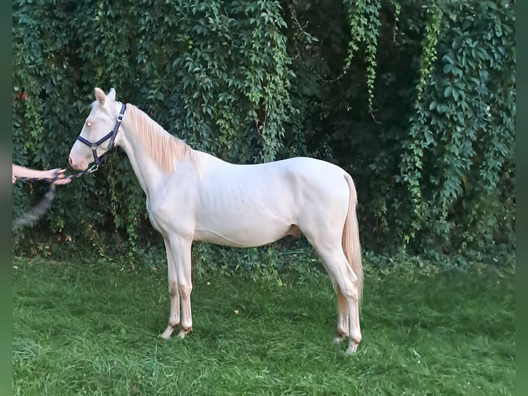 Duitse rijpony Hengst 1 Jaar 146 cm Perlino in Sömmerda OT Schillingstedt