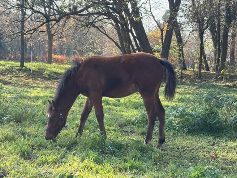 Duitse rijpony Hengst 1 Jaar 147 cm Bruin in Luckau