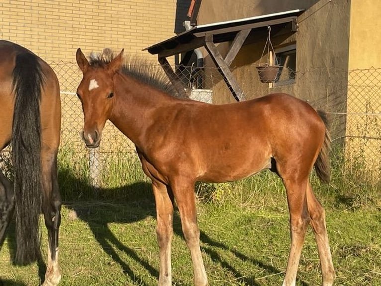 Duitse rijpony Hengst 1 Jaar 147 cm Bruin in Luckau
