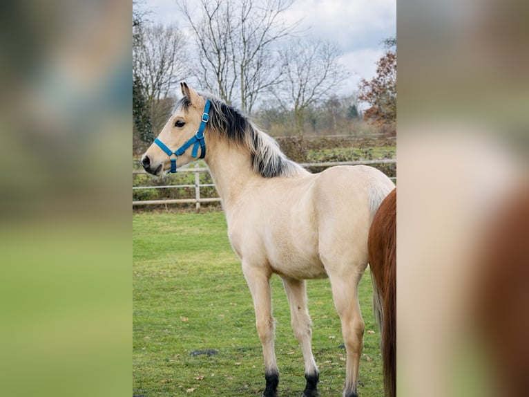Duitse rijpony Hengst 1 Jaar 147 cm Buckskin in Hochdonn