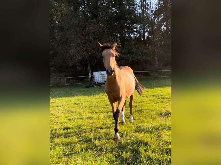 Duitse rijpony Hengst 1 Jaar 147 cm Buckskin in Hemsbünde