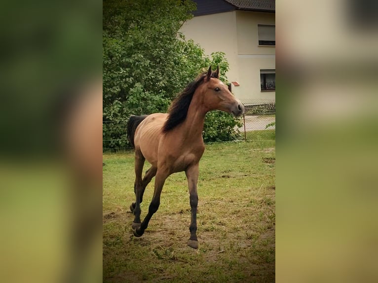 Duitse rijpony Hengst 1 Jaar 147 cm Schimmel in Planebruch