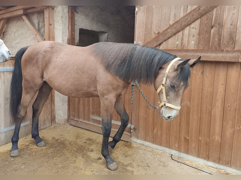 Duitse rijpony Hengst 1 Jaar 147 cm Schimmel in Planebruch