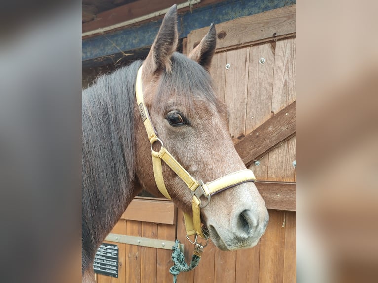 Duitse rijpony Hengst 1 Jaar 147 cm Schimmel in Planebruch