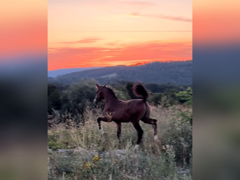 Duitse rijpony Hengst 1 Jaar 148 cm Bruin in Unterpetersdorf