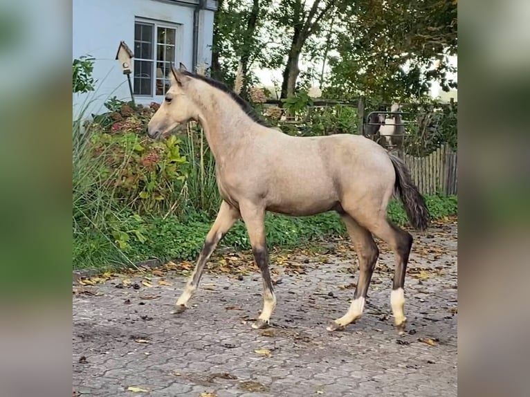 Duitse rijpony Hengst 1 Jaar 148 cm Buckskin in Achim