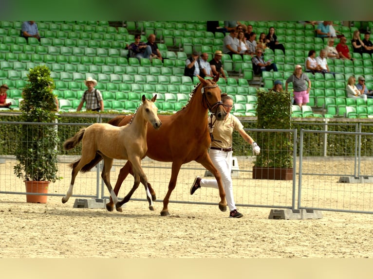 Duitse rijpony Hengst 1 Jaar 148 cm Buckskin in Syrau