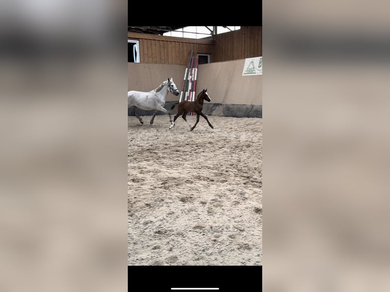 Duitse rijpony Hengst 1 Jaar 148 cm Donkere-vos in Hillersleben