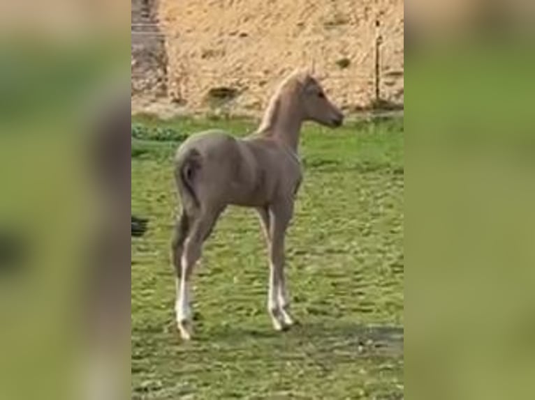 Duitse rijpony Hengst 1 Jaar 148 cm in Suhlendorf