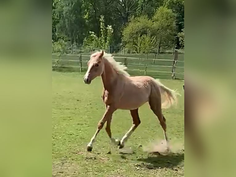 Duitse rijpony Hengst 1 Jaar 148 cm in Suhlendorf