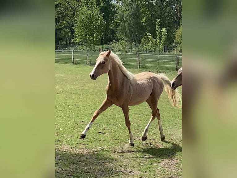 Duitse rijpony Hengst 1 Jaar 148 cm in Suhlendorf