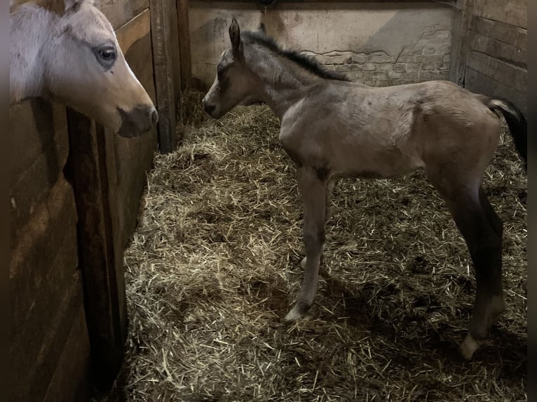 Duitse rijpony Hengst 1 Jaar 148 cm in SuhlendorfSuhlendorf