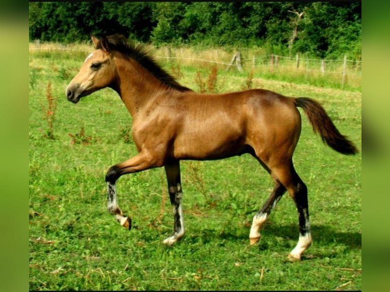 Duitse rijpony Hengst 1 Jaar 148 cm Falbe in Velpke