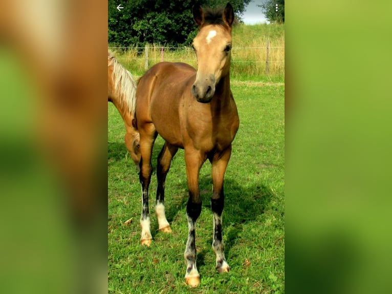 Duitse rijpony Hengst 1 Jaar 148 cm Falbe in Velpke