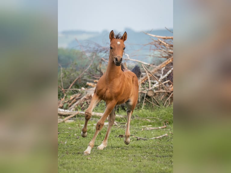 Duitse rijpony Hengst 1 Jaar 148 cm Lichtbruin in Manning