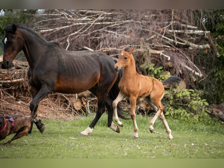 Duitse rijpony Hengst 1 Jaar 148 cm Lichtbruin in Manning