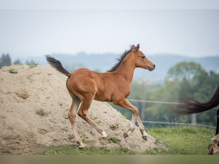 Duitse rijpony Hengst 1 Jaar 148 cm Lichtbruin in Manning