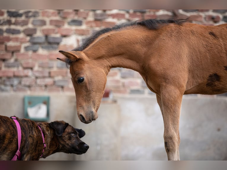 Duitse rijpony Hengst 1 Jaar 148 cm Lichtbruin in Manning