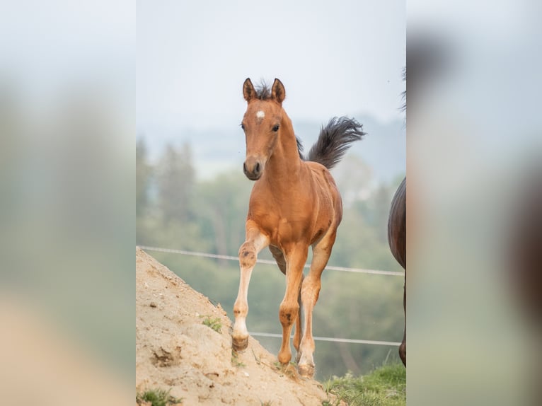 Duitse rijpony Hengst 1 Jaar 148 cm Lichtbruin in Manning