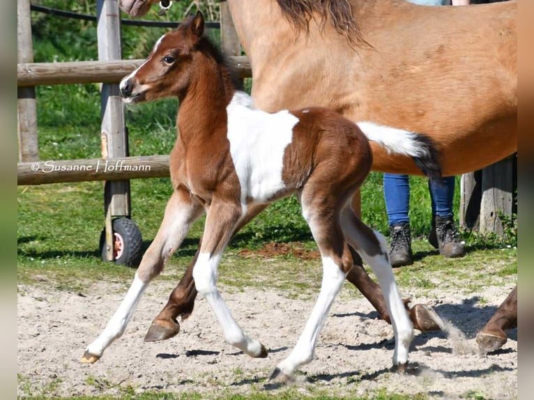 Duitse rijpony Hengst 1 Jaar 148 cm Tobiano-alle-kleuren in GödenrothMörsdorf