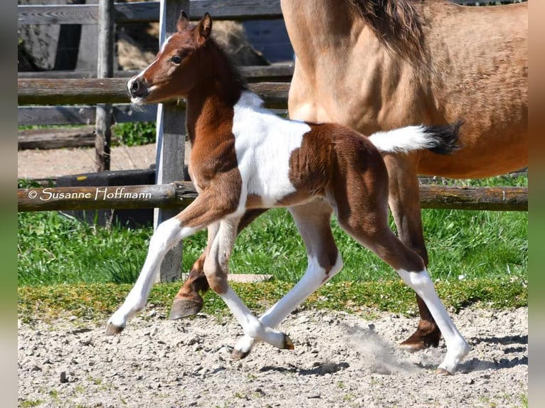 Duitse rijpony Hengst 1 Jaar 148 cm Tobiano-alle-kleuren in GödenrothMörsdorf