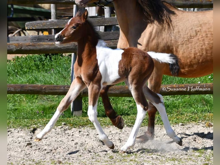 Duitse rijpony Hengst 1 Jaar 148 cm Tobiano-alle-kleuren in GödenrothMörsdorf