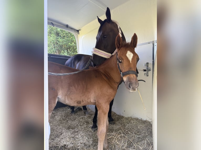 Duitse rijpony Hengst 1 Jaar 148 cm Vos in Stralsund