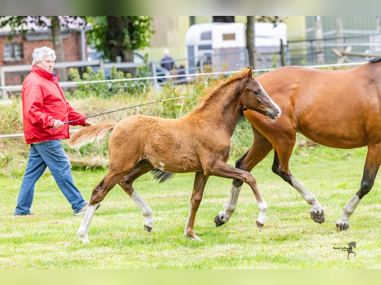 Duitse rijpony Hengst 1 Jaar 148 cm Vos in Dunum