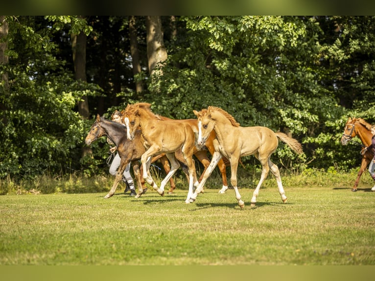 Duitse rijpony Hengst 1 Jaar 148 cm Vos in Bad Zwesten