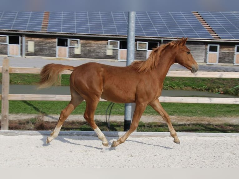 Duitse rijpony Hengst 1 Jaar 148 cm Vos in Dresden