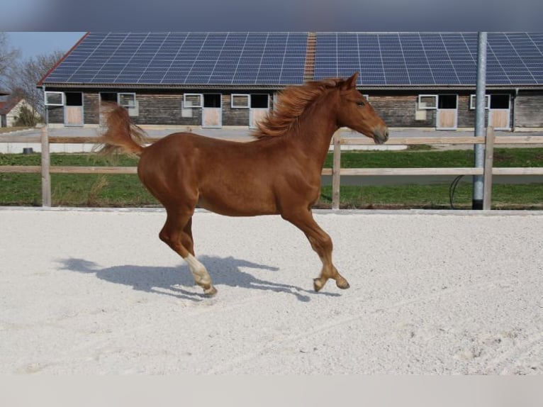 Duitse rijpony Hengst 1 Jaar 148 cm Vos in Dresden